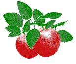 apples.gif (10308 bytes)