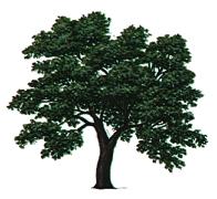 tree.jpg (9383 bytes)